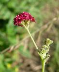Punarnava - Boerhavia diffusa