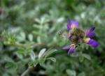 : - Dalea greggii