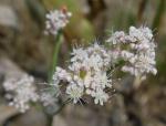 : - Eriogonum elatum