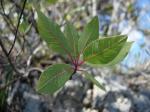 Amerikanischer Perückenstrauch - Cotinus obovatus