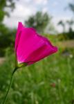 : - Callirhoe pedata