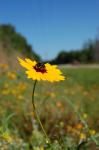 :-Coreopsis wrightii