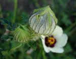 Stundenblume-Hibiscus trionum