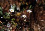 : - Linanthus parviflorus