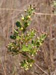 : - Baccharis reticularia
