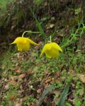 Goldene Mormonentulpe - Calochortus amabilis
