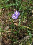 : - Dichelostemma capitatum