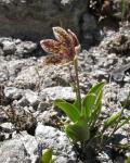 : - Fritillaria purdyi