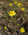 : - Lasthenia gracilis