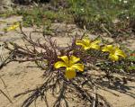 : - Linum alatum