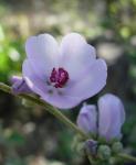 : - Malacothamnus fasciculatus