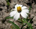 : - Melampodium leucanthum