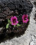 : - Mimulus kelloggii