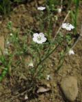 : - Nemophila heterophylla