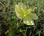 : - Oenothera triloba