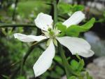 Dreiblättrige Orange - Poncirus trifoliata