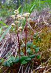 Grünblütiges Wintergrün - Pyrola chlorantha