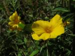 : - Reinwardtia indica