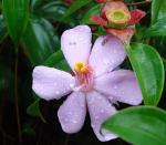 : - Blakea litoralis