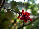 : - Rivina humilis
