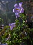 : - Campanula armena