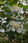 Amerikanischer Schneeball - Viburnum opulus subsp. trilobum