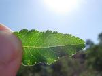 : - Zanthoxylum hirsutum