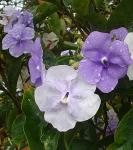 Großkelchige Brunfelsie
 - Brunfelsia pauciflora