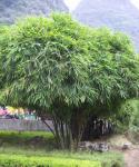 :-Bambusa tuldoides
