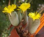 : - Conophytum bilobum