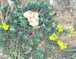 : - Crotalaria similis