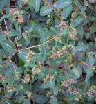 : - Euphorbia pyrenaica