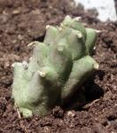 : - Duvalia caespitosa