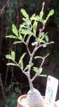: - Fockea edulis