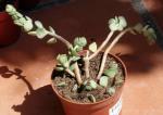 : - Adromischus caryophyllaceus