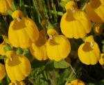 : - Calceolaria corymbosa