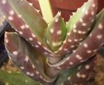 : - Aloe arenicola