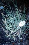 Gabelige Leuchterblume-Ceropegia dichotoma