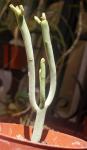 Blattlose Wolfsmilch - Euphorbia aphylla