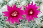 Nadelkissenkaktus - Mammillaria hahniana