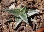 : - Deuterocohnia lotteae