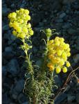 : - Calceolaria thyrsiflora