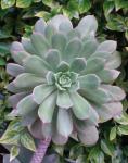 : - Aeonium percarneum
