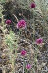 Kugelköpfiger Lauch - Allium sphaerocephalon