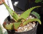 : - Aloe macroclada