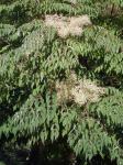 Herkuleskeule - Aralia spinosa