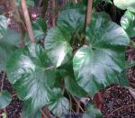 : - Begonia capanemae