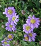Blaues Gänseblümchen - Brachyscome iberidifolia