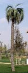 Yatay-Palme - Butia yatay