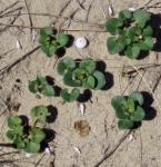Strandwinde - Calystegia soldanella